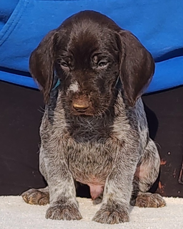 Elrond - Liver and white German Wirehaired Pointer puppy in Wellston, Ohio from Blue Line GWPs