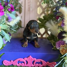 Frankie - Black and tan male Dachshund puppy in Wills Point, Texas from Duck Creek Farm