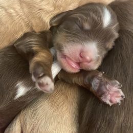 Australian Labradoodle and Double Doodle Puppies from Little Kingdom Doodles