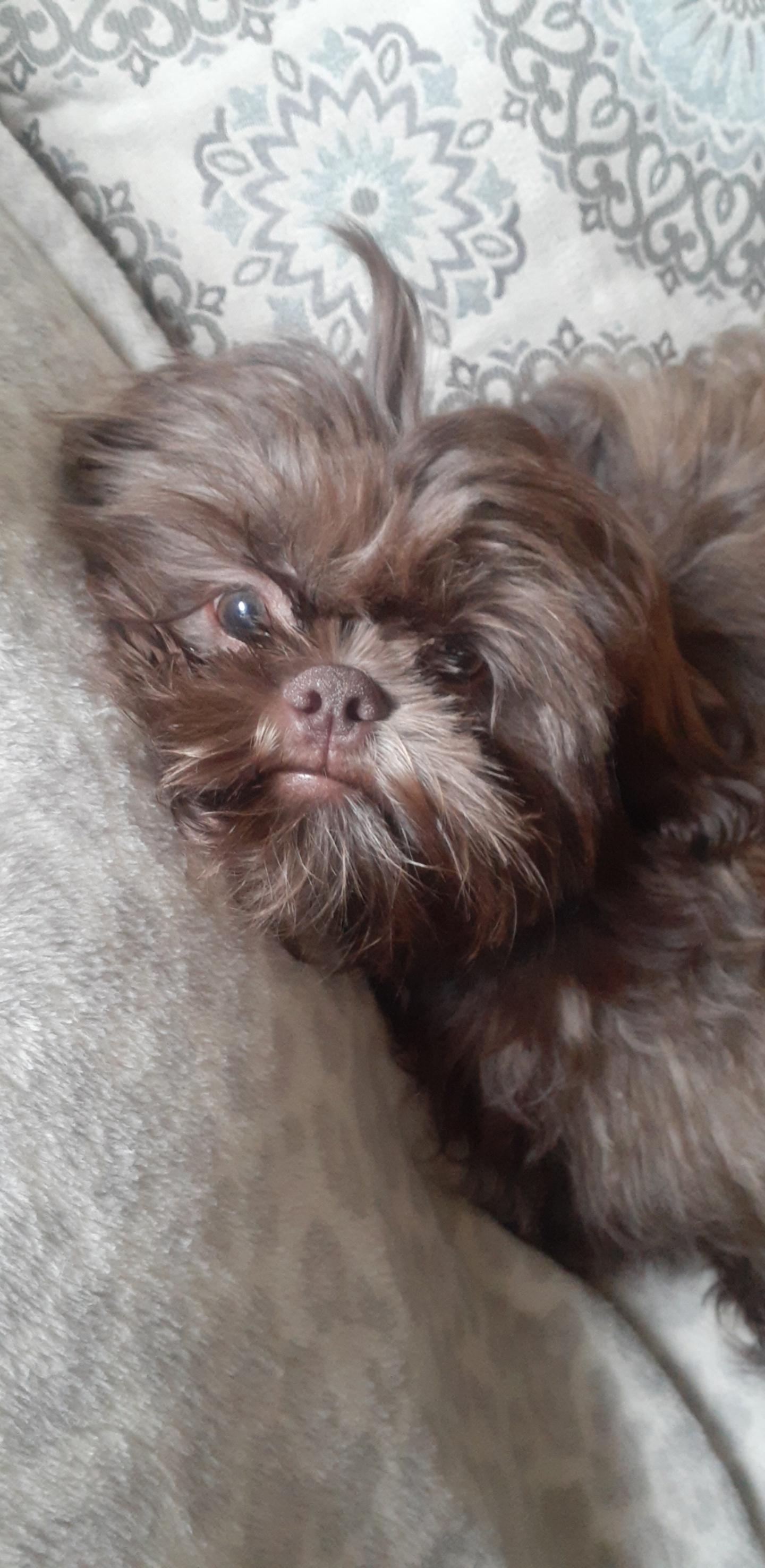 Luna's Shih Tzu Pups in Massachusetts | Shih Tzu puppies | Good Dog