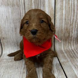 Aspen's Red Male - Apricot male Goldendoodle puppy in Great Falls, Montana from Montana Goldendoodles