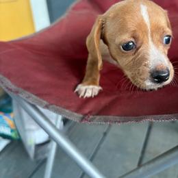 Cheesecake - Red female Dachshund puppy in Conroe, Texas from Dots Dachshunds