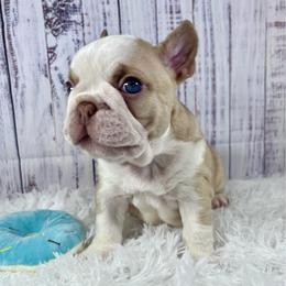 Rome - Fawn and white male French Bulldog puppy in Hillsboro, Ohio from Pennington Family Frenchies