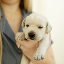 Dutchman - Yellow male Labrador Retriever puppy in Allons, Tennessee from UC Labradors LLC