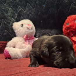 Midnight - Black female Labrador Retriever puppy in Bemidji, Minnesota from Northern Star Elite Quality Labrador Retrievers
