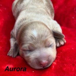 Aurora - Dapple female Dachshund puppy in Lexington, Oklahoma from BooneDox Miniature Dachshunds