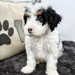 Parsley - Black and white male Bernedoodle puppy in Granton, Wisconsin from Rose River Farms