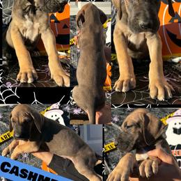 Cashmere - Fawn male Great Dane puppy in Wellsville, New York from Prophecy Danes