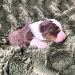 Australian Shepherd Puppies from Burdock Hill Australian Shepards