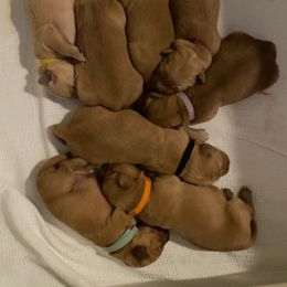 Golden Retriever Puppies from Mountain View Farms - World Class Golden Retrievers