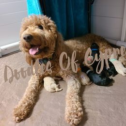Goldendoodle Puppies from Doodles Of Cypress