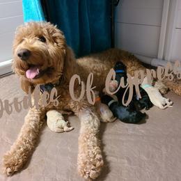 Goldendoodle Puppies from Doodles Of Cypress