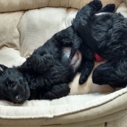 Scottish Terrier Puppies from Oban Scottish Terriers