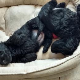 Scottish Terrier Puppies from Oban Scottish Terriers