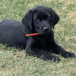 Black-orange collar - Black male Dilute Retriever puppy in Teton County, Montana from East Front Labradors & Treasure State Schnauzers