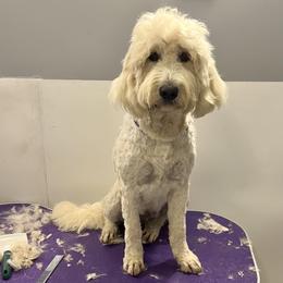 Goldendoodles from Jami’s Goldendoodles & Poodles