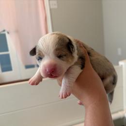 3 - White merle female American Corgi puppy in Boyd, Texas from Barker's Corgis