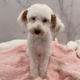 Pearl - Parti female Goldendoodle puppy in Kansas City, Kansas from Bella & Ivy’s Mini Goldendoodles of KC