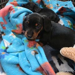 Girl 2 - Black and tan female Dachshund puppy in Farmerville, Louisiana from Hancock House of Basset Hounds & Mini Dachshunds