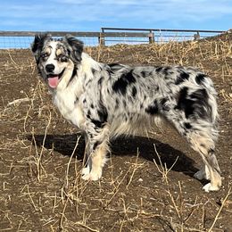 Otis - Australian Shepherd