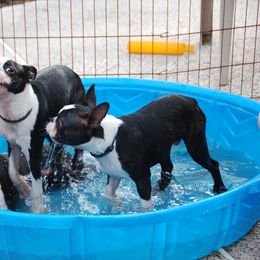 Boston Terrier Puppies from Oui Bostons