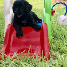 Portuguese Water Dog Puppies from Infiniti