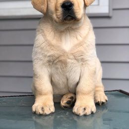 Labrador Retriever Puppies from Jamboree Labradors