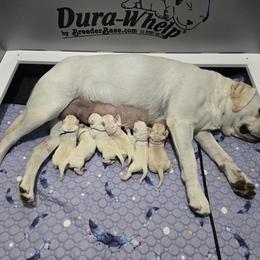 Labrador Retriever Puppies from Samantha Stasik