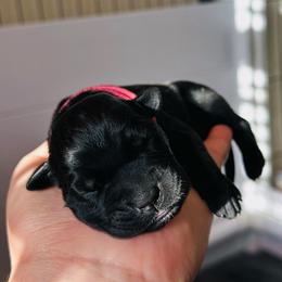 Ombretta - Black female Cane Corso puppy in Houston, Texas from Mortaio Cane Corso