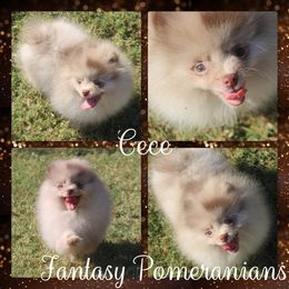 CeCe - Chocolate merle female Pomeranian puppy in Anna, Texas from Fantasy Pomeranians & Fantasy Aussies