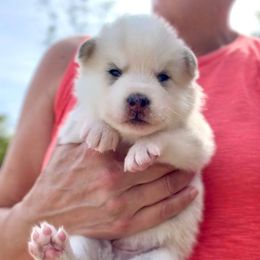 Fox - Merle male Pomsky puppy in Michigan from Blue Water Pomskies
