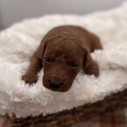 Penny - Red  female Goldendoodle puppy in Kansas City, Kansas from Bella & Ivy’s Mini Goldendoodles of KC