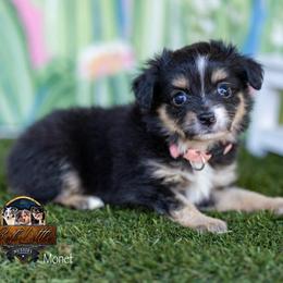 Monet - Black tri female Toy Australian Shepherd puppy in Granbury, Texas from Best Little Aussies