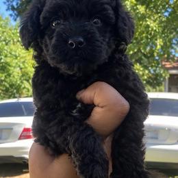 Kanga  2150 - Black female Yorkipoo puppy in Gastonia, North Carolina from Banks Dynasty Kennel