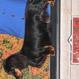 Dachshunds and English Springer Spaniels from Dalin English Springer Spaniels and Dachshunds