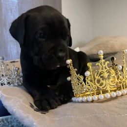 Cane Corso and Lowchen Puppies from High Royal Kennel