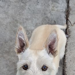 Scottish Terrier All Grown Up from Rudy’s Scottish Terrier