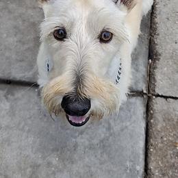 Scottish Terrier All Grown Up from Rudy’s Scottish Terrier