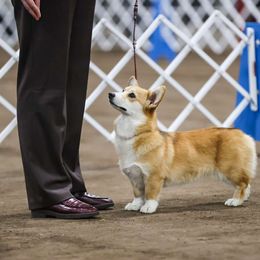 Lil Seeky - Pembroke Welsh Corgi