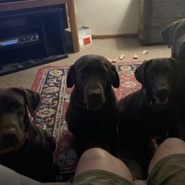 Labrador Retrievers from Da-Koda High Kennels