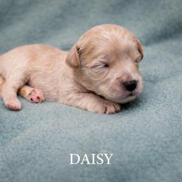 Daisy - Apricot female Goldendoodle puppy in Hendersonville, Tennessee from Ben's Best Buddy Goldendoodles