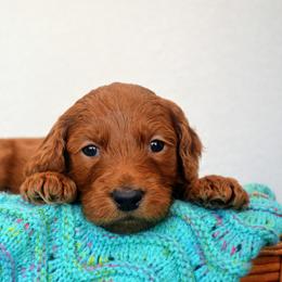 Goldendoodle Puppies from Em & El Doodles