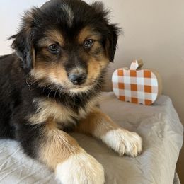 Aussiedoodle, Australian Shepherd, Bernedoodle, Cockapoo, and Poodle Puppies from Sis' Doodles & Poodles
