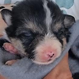 Gray Paw Bandana boy - Black and tan male Pembroke Welsh Corgi puppy in Cherokee, Oklahoma from MCS Farms-OK