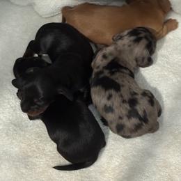 Dachshund puppies from Sweetnlow Dachshund (Doxies)