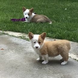 Pembroke Welsh Corgi Puppies from Redwood Corgis