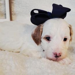 Girl 5 - female Bernedoodle puppy in Elkhart, Iowa from Quality Iowa Doodles