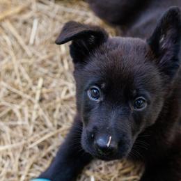 German Shepherd Puppies from Zwinger Vom Rabenauge