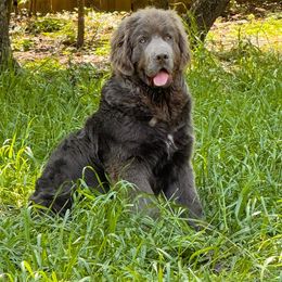 Walter - Newfoundland