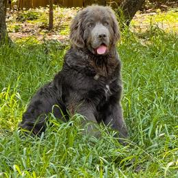 Walter - Newfoundland